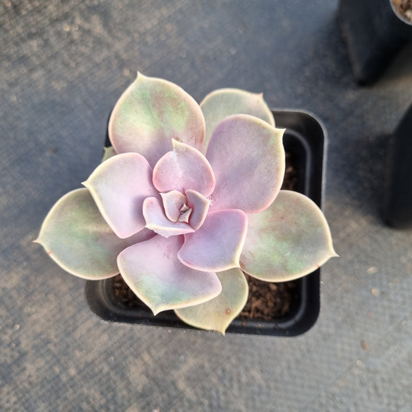 Echeveria ‘Perle von Nurnberg 紫珍珠