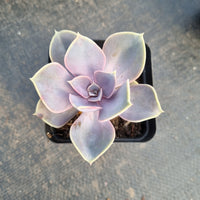 Echeveria ‘Perle von Nurnberg 紫珍珠