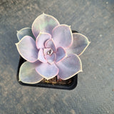 Echeveria ‘Perle von Nurnberg 紫珍珠