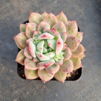 Echeveria 'Frosty Bloom' (霜花 E. prolifica hybrid)