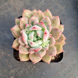 Echeveria 'Frosty Bloom' (霜花 E. prolifica hybrid)