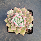 Echeveria 'Frosty Bloom' (霜花 E. prolifica hybrid)