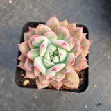 Echeveria 'Frosty Bloom' (霜花 E. prolifica hybrid)