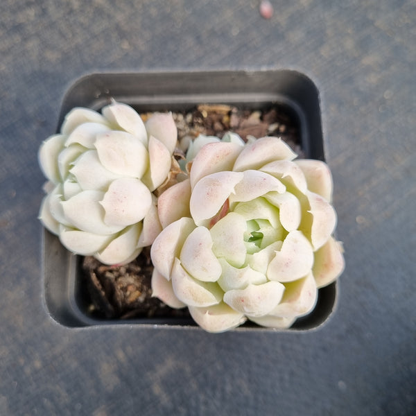 Echeveria Elegans 'Alba' 白月影