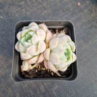 Echeveria Elegans 'Alba' 白月影