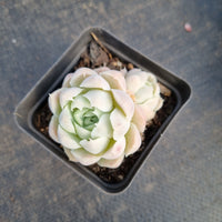 Echeveria Elegans 'Alba' 白月影