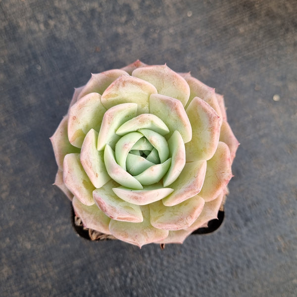 Echeveria Sarang 爱神