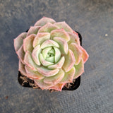 Echeveria Sarang 爱神