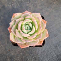 Echeveria Sarang 爱神