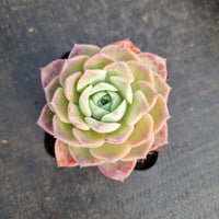 Echeveria Sarang 爱神