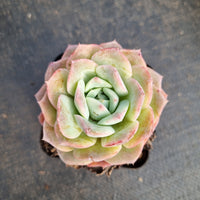 Echeveria Sarang 爱神