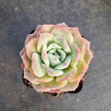 Echeveria Sarang 爱神