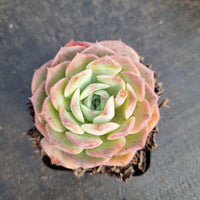 Echeveria Sarang 爱神