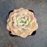 Echeveria Sarang 爱神