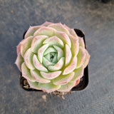 Echeveria Sarang 爱神