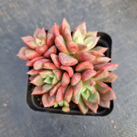 Echeveria Sp 勿忘我小群