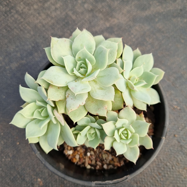 11cm pot Echeveria 'Choco Rose'  粉蝴蝶11cm 盆