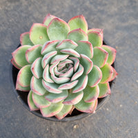 11cm pot Echeveria sp. (Water Lotus) 水莲