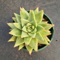 11cm pot Echeveria Agavoides Corderoyi 黄金玛丽亚11cm盆