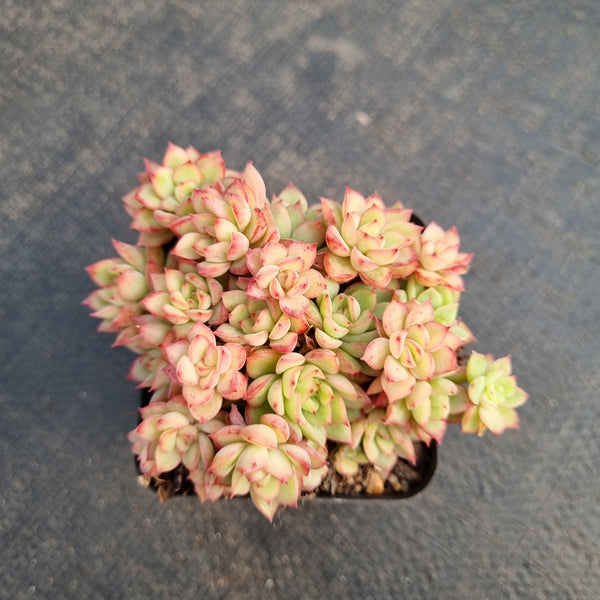 Echeveria Mebina 女雏