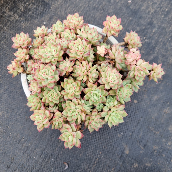 11cm pot Echeveria Mebina 女雏