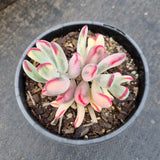 Cotyledon Orbiculata cv. Long Leaf Variegated 棒叶福娘锦