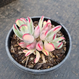 Cotyledon Orbiculata cv. Long Leaf Variegated 棒叶福娘锦