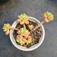 11cm pot Sedum 'Shangri-La' 香格里拉