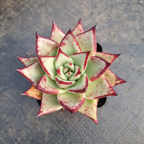 GLGhybrid Echeveria agavoides EbonyxRubin乌螺