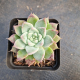 GLGhybrid - Echeveria hyalina X Echeveria Tolimanensis 海琳娜杂杜里万