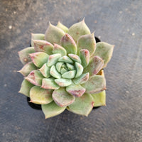 GLGhybrid - Echeveria hyalina X Echeveria Tolimanensis 海琳娜杂杜里万