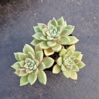 Echeveria Arze 璀璨