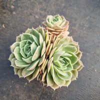 Echeveria cv. Onslow 昂斯诺