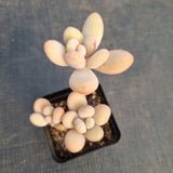 GLGhybrid Pachyveria 'Concubine's Finger' 贵妃手指