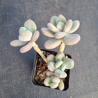 GLGhybrid Pachyveria 'Concubine's Finger' 贵妃手指