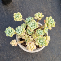 11cm pot Sedum Clavatum 劳尔11cm盆