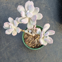 11cm pot Pachyphytum Oviferum 'Mikadukibijin'三日月美人11cm盆