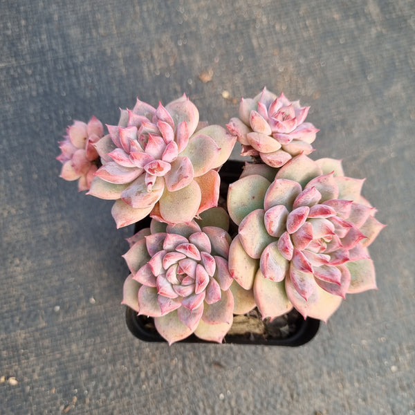 Echeveria Frosty Bloom 霜花小群