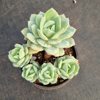 11cm Echeveria Lemon Rose 柠檬玫瑰群11cm盆