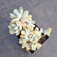 9cm pot Echeveria Pulvinata 'Frosty' crested 雪晃星缀化