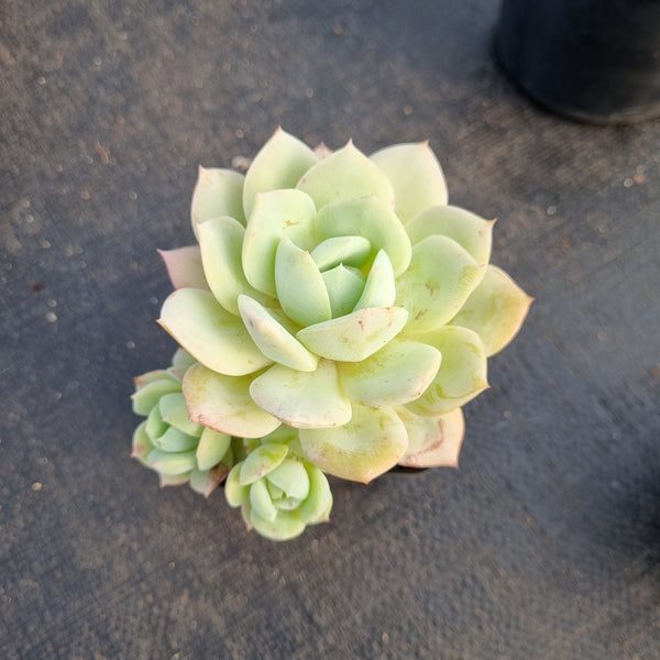 Echeveria Lemon Rose 柠檬玫瑰