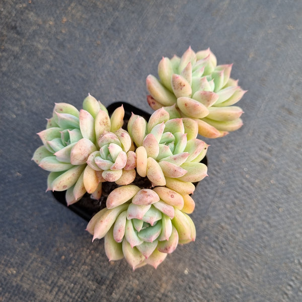 Echeveria 'Rumengling' (E. Alba beauty hybrid) 如梦令小群