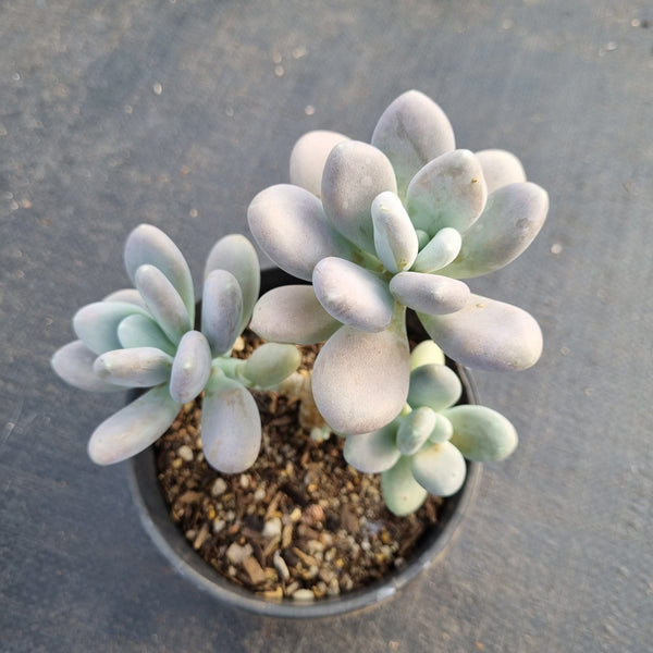 Pachyphytum sp. 稻田姬