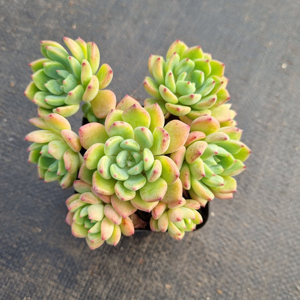 Echeveria Sierra 爱斯诺