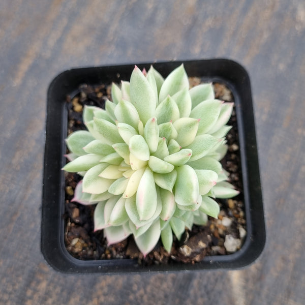 Echeveria Mebina 女雏