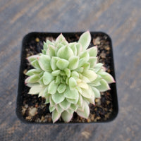 Echeveria Mebina 女雏