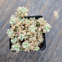 Graptopetalum pachyphyllum 'Black berry' 黑莓