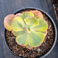 Echeveria Sunset Peony (variegated) 夕阳牡丹锦