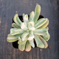 11cm pot Echeveria sp. (New Irish Mint) variegated 新爱尔兰薄荷拉丝锦