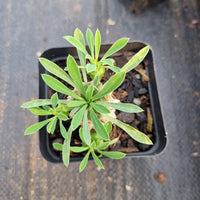 Euphorbia Japonica 'Pineapple Head'